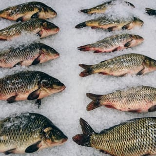Fisch einfrieren: Was Du wissen musst