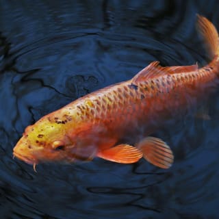 Wie alt werden Fische und wie alt können Fische werden?