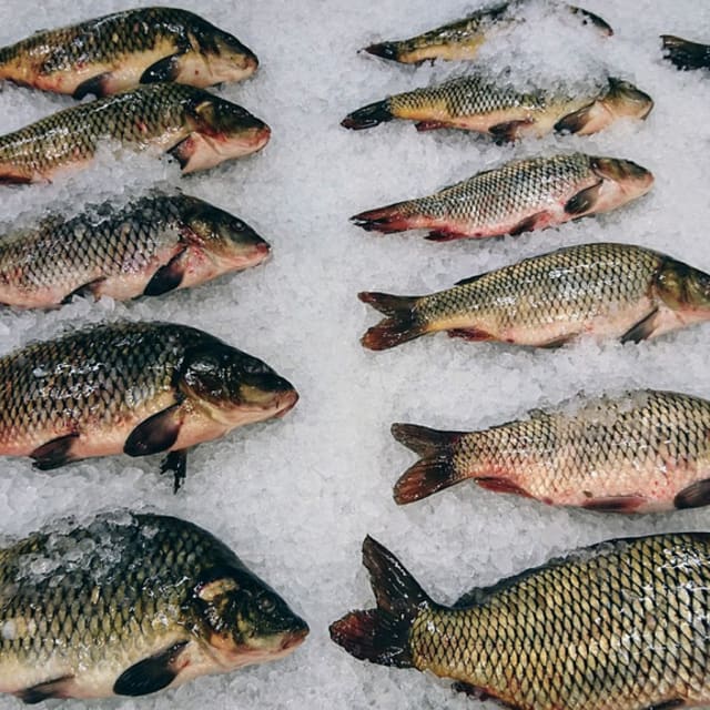 Fisch einfrieren Was Du wissen musst, Tipps und Tricks