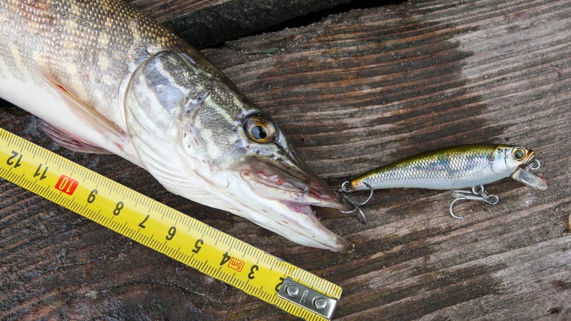 Fisch-Rechner für Gewichtsbestimmung<br>