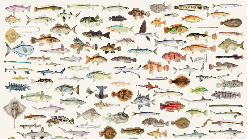 Wie alt werden Fische?<br>