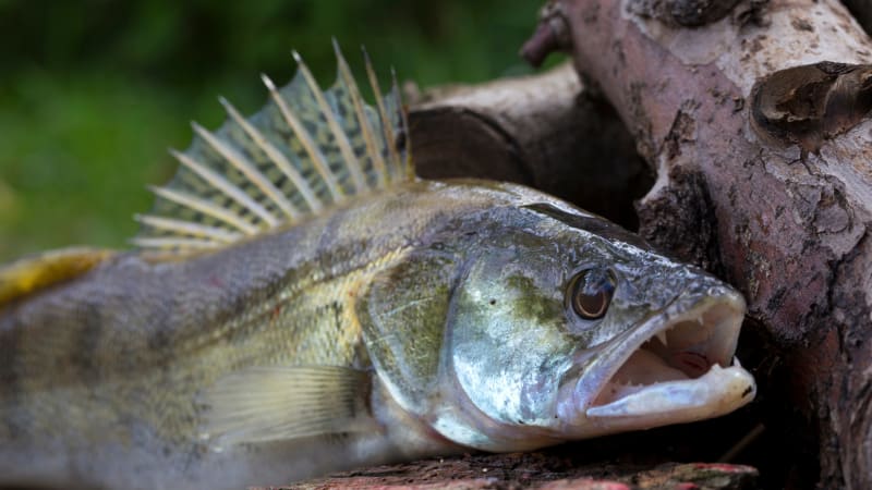 Zander an Land mit geöffnetem Maul<br>