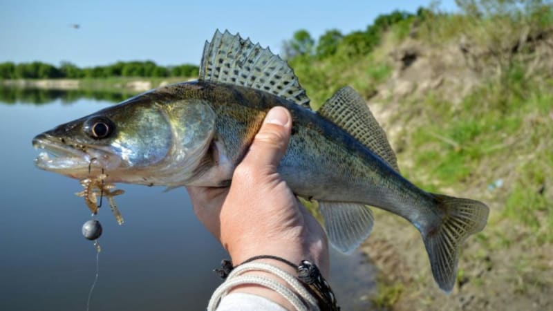 Zander mit Köder<br>